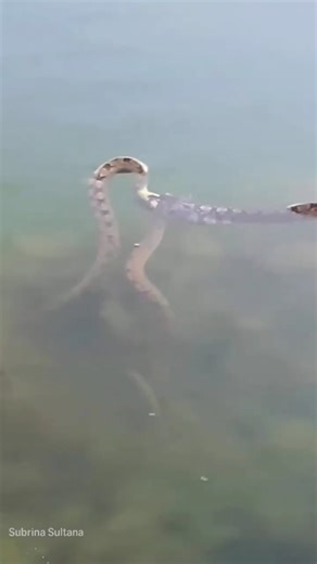 “Snake vs Snake Battle in the Heart of Nature”