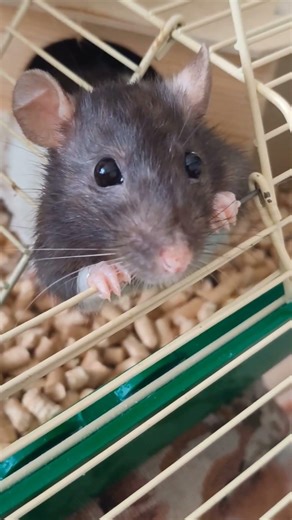 Dancing rat 🐭💃 #funnyrat #rat #petrat #ratlife #rats
