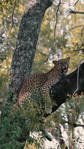 “Cheetah Resting on a Tree | Rare Wildlife Behavior Observed”
