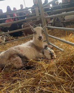 2.7K views · 58 reactions |   We’ve just had a live Birth  Just now one of our Nanny goats has given birth to a baby boy! Here she is being a good mum cleaning it up Join us this week and you too could watch live little miracles like this www.cockfields.co.uk | Cockfields Farm | Facebook