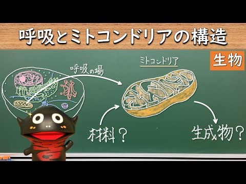 Where in the cell does the reaction process of respiration occur?