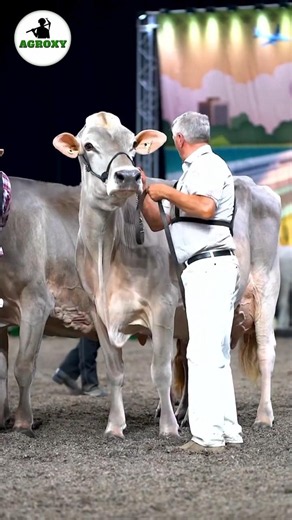 Best cow breed from Europe #cow #dairyfarming #facts