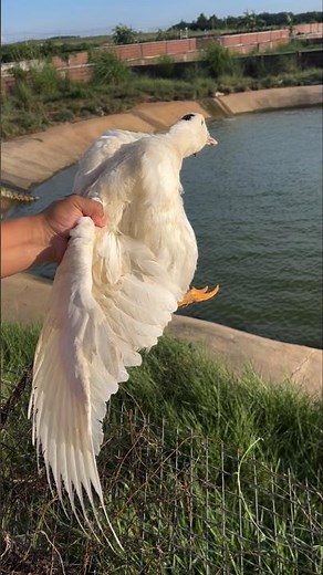 Throwing a Duck into a Crocodile Farm Pond: Using Live Prey to Stimulate Farm Crocodiles 👀