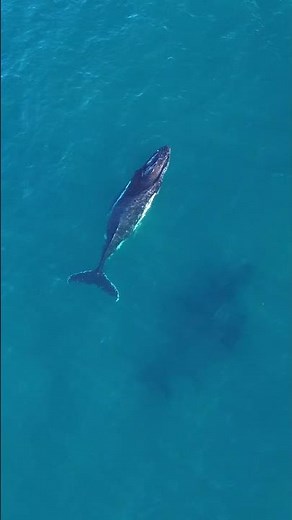 Australia gave us the MOST Insane WHALE Encounters
