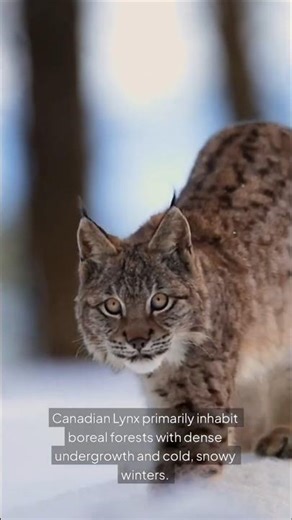 The Secret Life of the Canadian Lynx 🐾 | North America’s Elusive Wild Cat #facts #wildlife