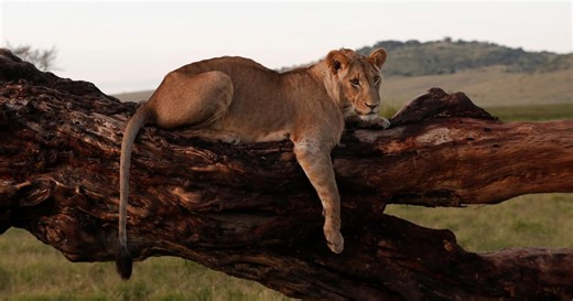 Namibie : un lion tue un touriste dans un lodge de safari