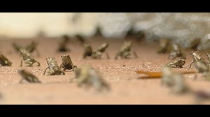 Thousands of tiny toxic toads invade Florida community