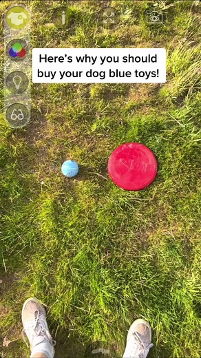 Why Blue Toys are Best for Your Dog!