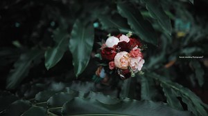 4.9K views · 368 reactions | Wedding status video of Stephy l Joseph From Kerala wedding photography For photography Enquiries 09961395895 (Call/WhatsApp) #keralaweddingphotography #keralaweddingphotography #bestweddingphotographer #keralawedding #wedding #weddingvideo | Kerala wedding photography | Facebook