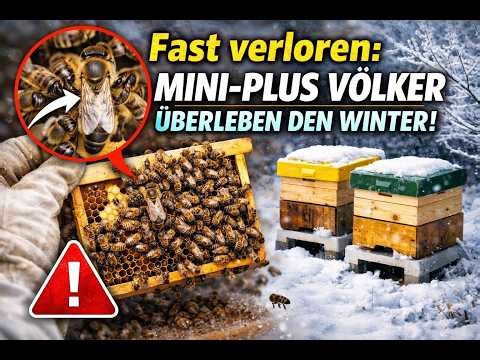 "Almost lost: Mini-Plus colonies survive the winter!"