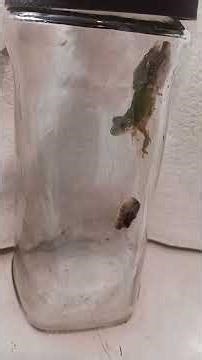 Tree frog 🐸 pooping 💩.Jumbo black flies lava eats frog poop 💩 Memphis,Tennessee,USA 9/5/2025