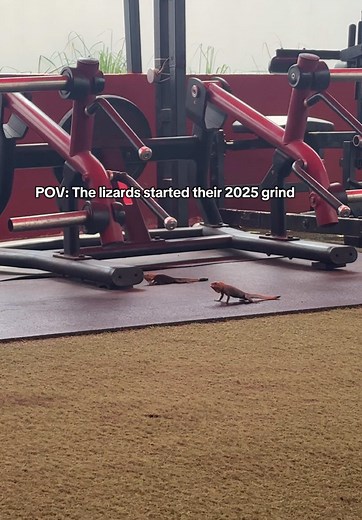 Lizard 2025 Grind: Funny Reptilian Push-Up POV