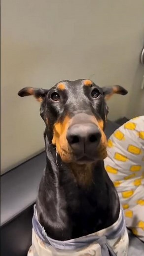 Funniest Dog Moments Ever! 😂🐶 | Try Not to Laugh #shorts