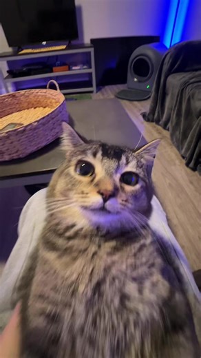 where do i begin 😩😩 #fyp #cat | CatTok