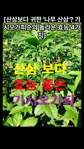 [산삼보다 귀한 '나무 산삼'? 가시오가피순의 놀라운 효능 4가지]