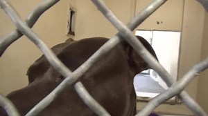 69 reactions · 60 shares | This is another Video of sweet JOEY...