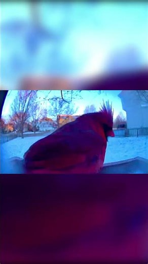 Parent Cardinal ❤️💫 #shorts #birds