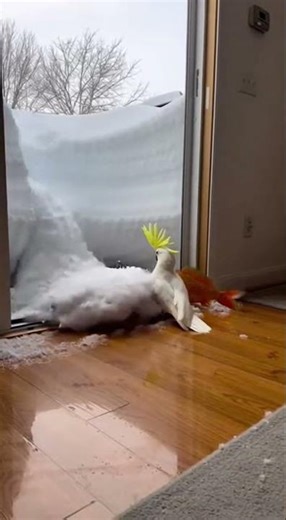 Wow, what is this stingray doing? #funny #memes #laugh #troll #pets #stingray