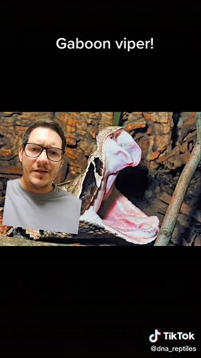 The Gaboon Viper! The ultimate ambush snake! #snake #gaboonviper #reptile #venomous #viper #pet #snakebite #camouflage #fangs #nature #educational