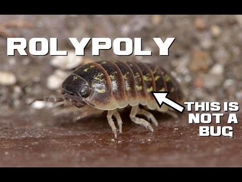 10 Rolypoly Facts - The Armadillo Lobster - Animal a Day