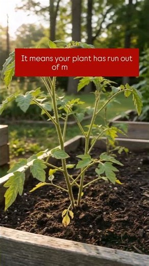 Can you recognize Magnesium Deficiency? #mineraldeficiency #gardening101 #gardeningtips