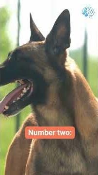 Why Your Dog Howls at Sirens—The Real Reason. #dog, #pets