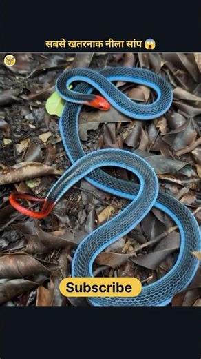 Duniya ka Sabse Dangerous Neela Saanp 😱 | Malayan Blue Coral Snake Facts #shorts