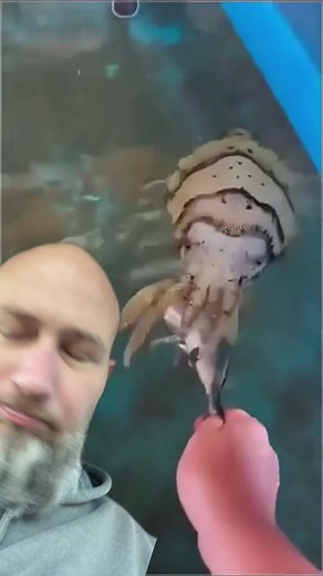 Cuttlefish: The Creepy Cool Aliens of the Ocean