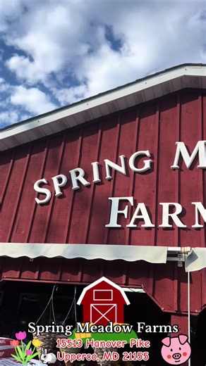 Spring Meadow Farms 📍15513 Hanover Pike Upperco, MD 21155 My kids absolutely adore this farm! •Petting Zoo 🐐🐷🐇 •Playground 🛝 •Farmer Stan’s 🍅🌽🍪🪷🪻🪴 •The Bus Stop🍦🍧 •Guest Brewery/Winery 🍻🍷 • Chard BBQ 🐖 •Live Music 🎶🎵 Family friendly music and event venue with locally grown plants & produce, bbq food truck, ice cream stand, guest brewery/winery, playground & petting zoo. This place has all the fun, in one spot! Make sure to check it out! #fyp #upperco #marylandcheck #farmlife #f