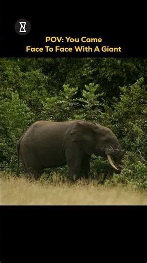 Face To Face with the African Elephant #shorts #elephant #africa