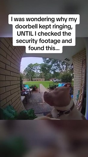 Funny Pitbull Rings Doorbell Prank