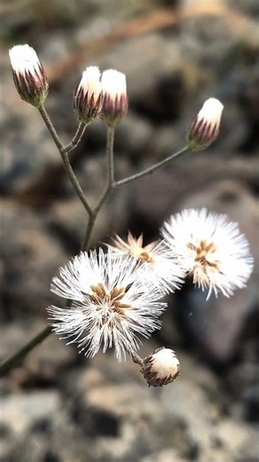 how to using pro mode photography tutorial tips And Tricks 📸🎯 #macromode #blurry