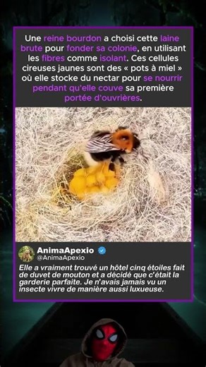 COMMENT LES REINES BOURDONS CONSTRUISENT LEUR FOYER
