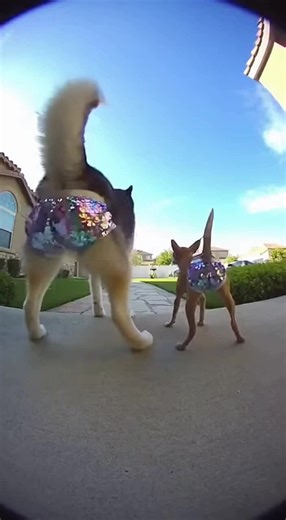 Funny Doorbell Camera Moments with Animals