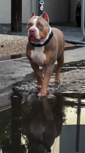 5 Fascinating Exotic Dog Breeds – Get Ready to Be Surprised! | Oh Crap