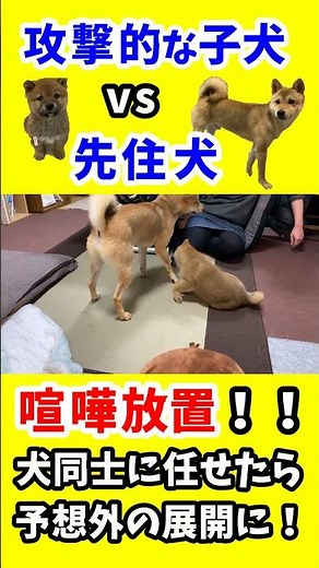 子犬の柴犬と先住犬の喧嘩を放置してみたら・・・#shorts