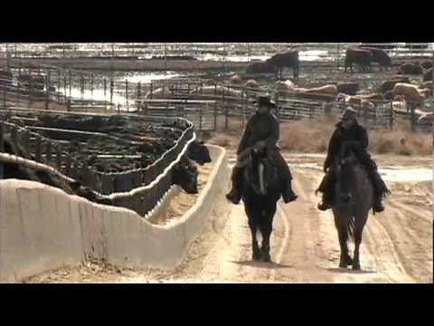 I Am Angus - Chappell Feedlot