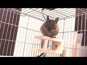 Degu singing