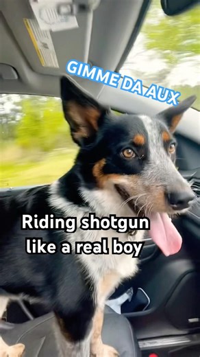 MICKEYMOOSE IS A REAL BOY #pinocchio #mickeymouse#comedyshorts #funny#like#share #subscribe