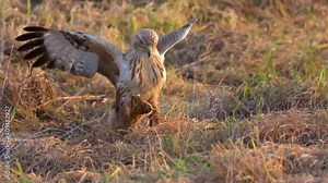 Long legged buzzard, Adult on field hunting voles, Judea Plains, Israel