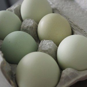 68 reactions · 22 shares | Did you know that some chicken breeds lay blue eggs? Sometimes they're even called ‘Easter Eggers’. Check out our article "Chickens That Lay Blue Eggs" and find out what breeds will lay blue eggs.  https://bit.ly/2yxmNuI | Somerzby | Facebook