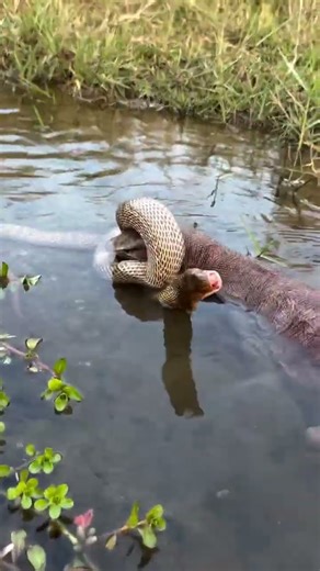 Indian Cobra vs Monitor Lizard Rescue #highlightseveryone #animalrescue #wildliferescue #snake