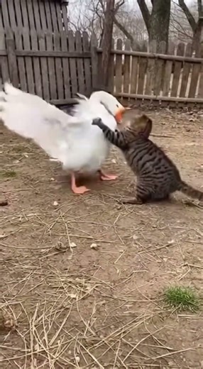 Goose Never Learns! Messes With Cat AGAIN! 😂🦢🐱거위가 교훈 안 배워! 또 고양이 건드려 맞았다! 😂🦢🐱 #goose #cat #stubborn