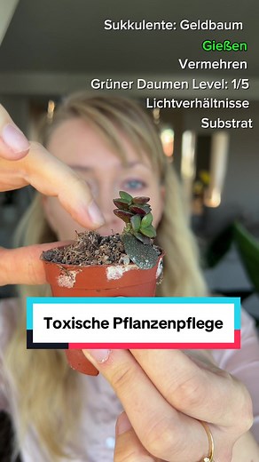 Geldbaum Pflege: Tipps für optimale Sukkulentenpflege