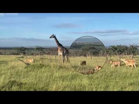 Lion Pride Takes Down a Giant Giraffe | Brutal African Safari Hunt