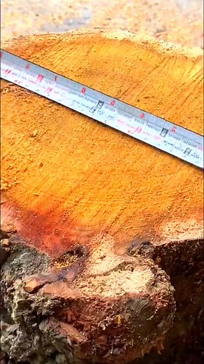 #treeworker#woods #nature #forest #trees #naturephotography #photography #outdoors #wood #hiking #tree #naturelovers #landscape #green #autumn #mountains #adventure #art #woodworking #photooftheday #love #travel #woodland #explore #wildlife #beautiful #naturelover #landscapephotography #forestphotography #summer #hike | Wood Skills | Facebook