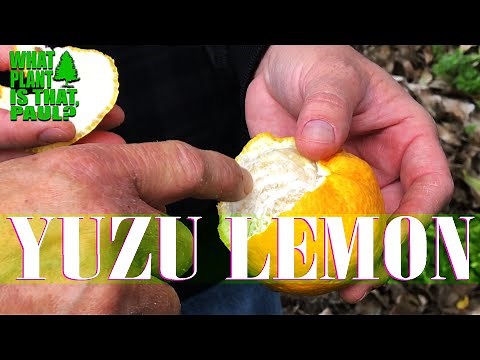 What is Yuzu Citrus – Japanese Lemon? ( We TASTED ONE )