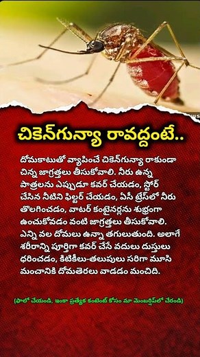 Chikungunya Prevention Tips Everyone Must Know | Avoid Mosquito-Borne Diseases