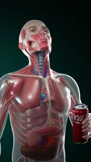 Explore the Human Body Like Never Before! #shorts #3dbody #bodycare#3danatomy #science #viral #facts