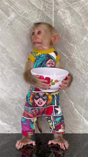 Adorable Baby Monkey Compilation